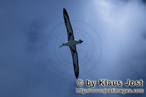Laysan-Albatros/Laysan albatross/Phoebastria immutabilis        Fliegender Laysan-Albatros         W