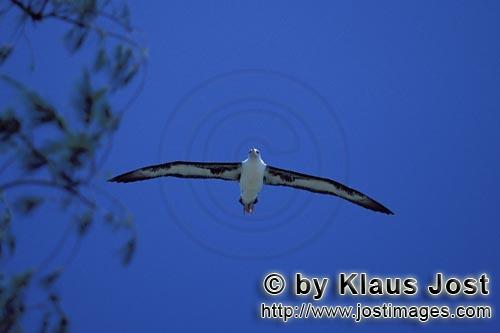 Laysan-Albatros/Laysan albatross/Diomedea immutabilis        Fliegender Laysan-Albatros         Welt