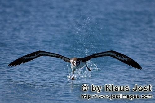 Laysan-Albatros/Laysan albatross/Phoebastria immutabilis        Startender Laysan-Albatros auf dem M