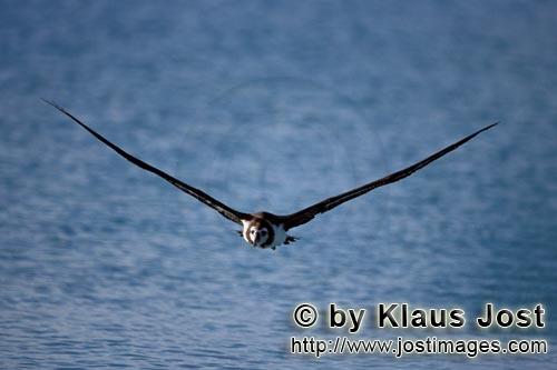 Laysan-Albatros/Laysan albatross/Phoebastria immutabilis         Laysan-Albatros ueber dem Meer  