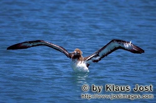 Laysan-Albatros/Laysan albatross/Diomedea immutabilis        Junger Laysan-Albatros auf dem Meer        Wel