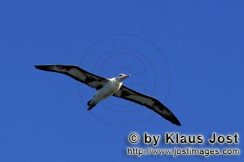 Laysan-Albatros/Laysan albatross/Phoebastria immutabilis        Fliegender Laysan-Albatros        We
