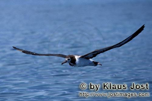 Laysan-Albatros/Laysan albatross/Phoebastria immutabilis        Laysan-Albatros ueber dem Ozean  