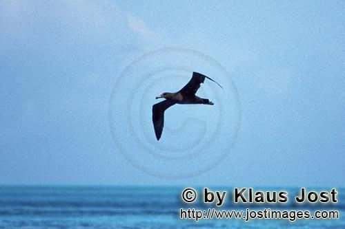 Schwarzfuß-Albatros/Blackfooted albatross/Phoebastria nigripes         Fliegender Schwarzfuß-Albat
