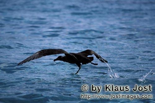 Schwarzfuß-Albatros/Blackfooted albatross/Phoebastria nigripes         Startender Schwarzfuß-Albat