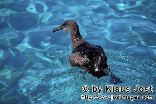 Schwarzfuß-Albatros/Blackfooted albatross/Phoebastria nigripes         Schwarzfuß-Albatros auf dem