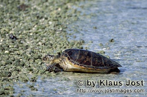 Gruene Meeresschildkroete/Green sea turtle/Chelonia mydos        Gruene Meeresschildkroete geht an L