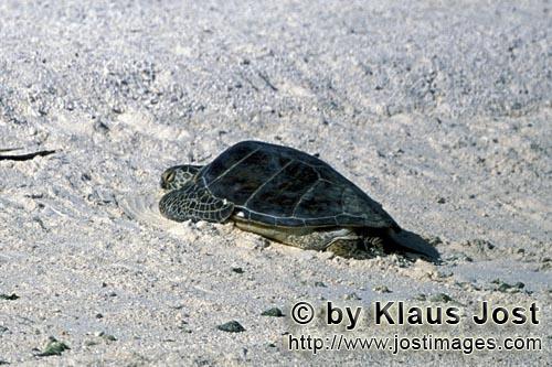 -Gruene Meeresschildkroete/Green sea turtle/Chelonia mydos        Gruene Meeresschildkroete am Sands