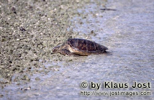 Gruene Meeresschildkroete/Green sea turtle/Chelonia mydos        Gruene Meeresschildkroete geht an L