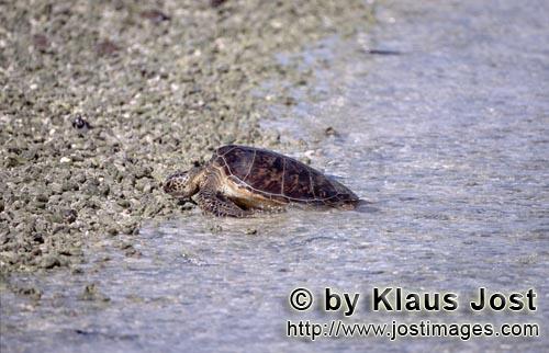 Gruene Meeresschildkroete/Green sea turtle/Chelonia mydos        Gruene Meeresschildkroete verlaeßt