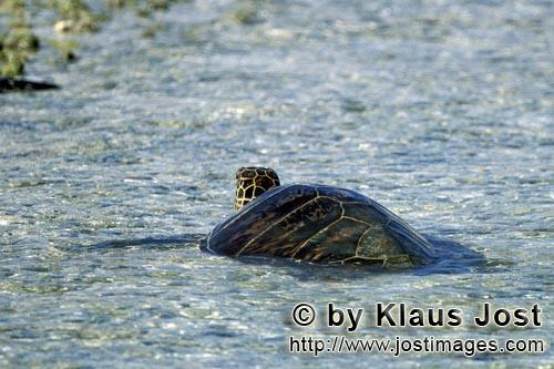 Gruene Meeresschildkroete/Green sea turtle/Chelonia mydos        Gruene Meeresschildkroete im flache