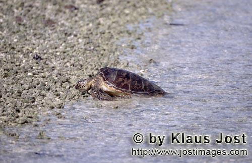 Gruene Meeresschildkroete/Green sea turtle/Chelonia mydos        Gruene Meeresschildkroete am Strand
