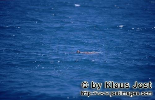 Gruene Meeresschildkroete/Green sea turtle/Chelonia mydos        Gruene Meeresschildkroete an der Wa