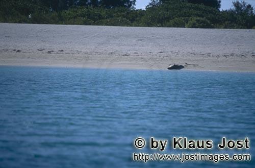 Hawaiianische Mönchsrobbe/Monachus schauinslandi        Hawaiianische Mönchsrobbe am Strand      