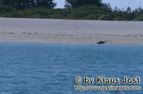 Hawaiianische Moenchsrobbe/Hawaiian monk seal/Monachus schauinslandi        Hawaiianische Moenchsrob