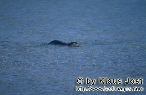 Hawaiianische Moenchsrobbe/Hawaiian monk seal/Monachus schauinslandi        Hawaiianische Moenchsrob