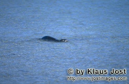 Hawaiianische Moenchsrobbe/Hawaiian monk seal/Monachus schauinslandi        Schwimmende Hawaiianisch