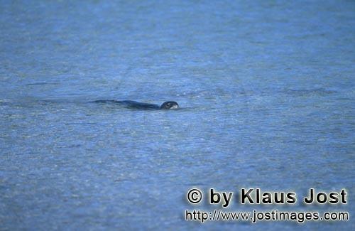 Hawaiianische Moenchsrobbe/Hawaiian monk seal/Monachus schauinslandi        Schwimmende Hawaiianisch