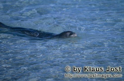 Hawaiianische Mönchsrobbe/Hawaiian monk seal/Monachus schauinslandi        Hawaiianische Mönchsrobbe 