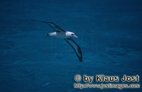 Laysan-Albatros/Laysan albatross/Diomedea immutabilis        Fliegender Laysan-Albatros ueber dem Me