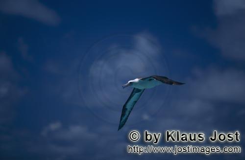 Laysan-Albatros/Laysan albatross/Diomedea immutabilis        Laysan-Albatros fliegt ueber dem Meer</