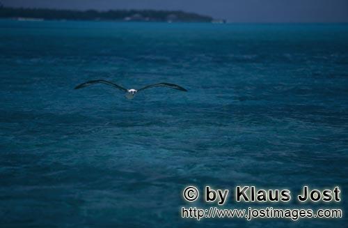 Laysan-Albatros/Laysan albatross/Diomedea immutabilis        Fliegender Laysan-Albatros ueber einer 