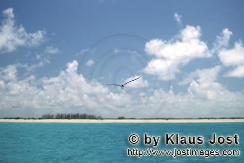 Rußseeschwalbe/Sterna fuscata oahuensis        Rußseeschwalbe fliegt über Midway Lagune        Et