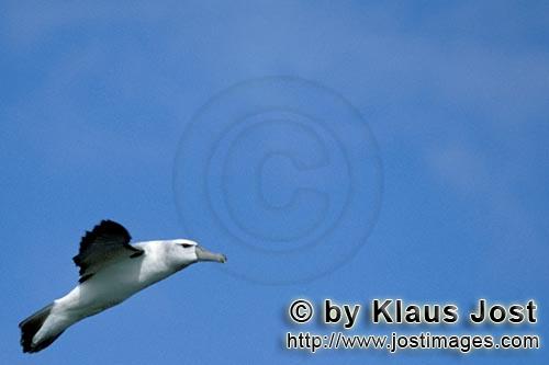 Schwarzbrauenalbatros/Black-browed Albatross/Diomedea melanophris            Fliegender Schwarzbrauenalba