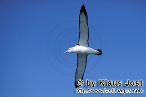 Schwarzbrauenalbatros/Black-browed Albatross/Diomedea melanophris            Fliegender Schwarzbrauenalba