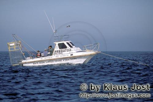Dyer Island/Western Cape/Südafrika            Hai Beobachtungsboot         Sechs Seemeilen von der K