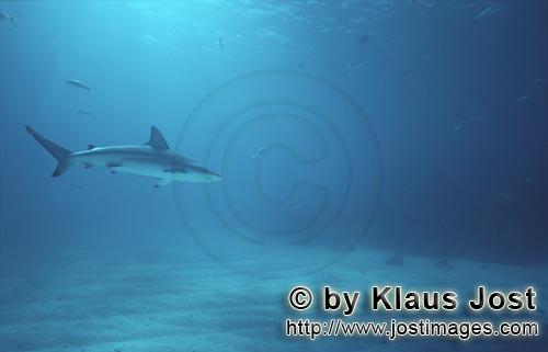 Schwarzspitzenhai/Blacktip shark/Carcharhinus limbatus        Schwarzspitzenhai gleitet durch das kl