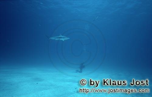 Schwarzspitzenhai/Blacktip Shark/Carcharhinus limbatus        Taucher am hellen Meeresboden beobacht