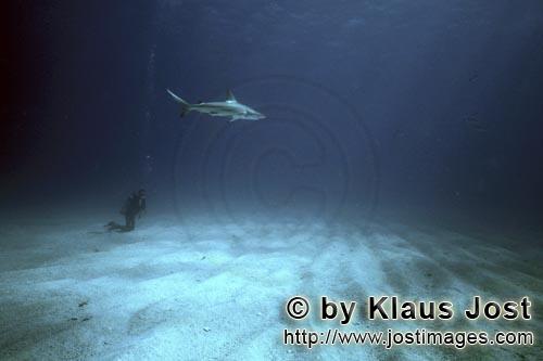 Schwarzspitzenhai/Blacktip shark/Carcharhinus limbatus        Taucher am Meeresboden sieht Schwarzsp