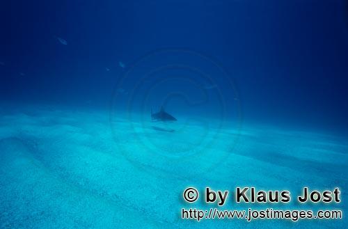 Karibischer Riffhai/Caribbean reef shark/Carcharhinus perezi        Karibischer Riffhai         K