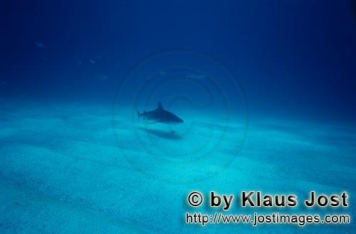 Karibischer Riffhai/Caribbean reef shark/Carcharhinus perezi        Karibischer Riffhai ueber sandig