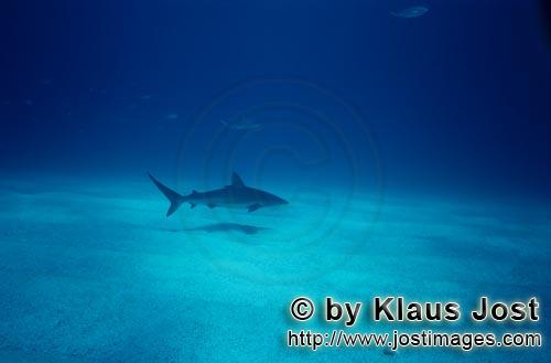 Karibischer Riffhai/Caribbean reff shark/Carcharhinus perezi        Karibischer Riffhai gleitet dich