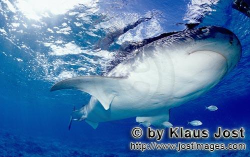 Tigerhai/Tiger shark/Galeocerdo cuvier        Ausgesprochen eindrucksvoll: Die Unterseite des Tigerh