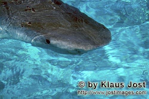 Tigerhai/Tiger shark/Galeocerdo cuvier        Tigerhai an der Wasseroberflaeche        Im glasklaren