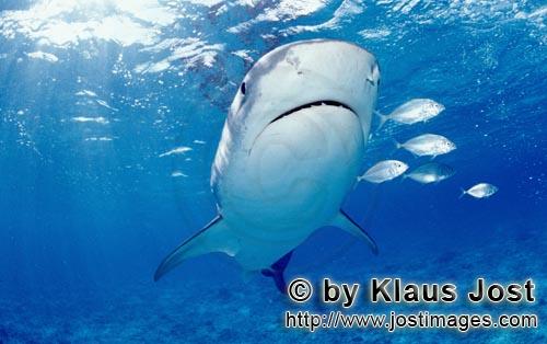 Tigerhai/Tiger shark/Galeocerdo cuvier        Tigerhai und kleine Fische        Viele Albatrosse sch