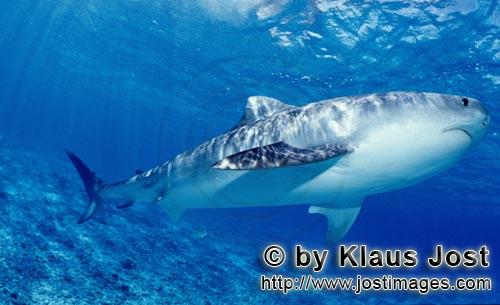 Tigerhai/Tiger shark/Galeocerdo cuvier        Tigerhai auf der Jagd nach jungen Albatrossen        V