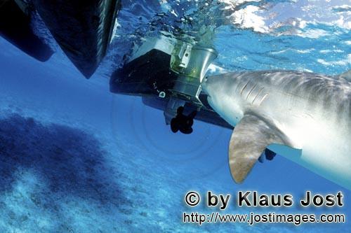 Tigerhai/Tiger shark/Galeocerdo cuvier        Tigerhai am Boot        Viele Albatrosse schwimmen in 