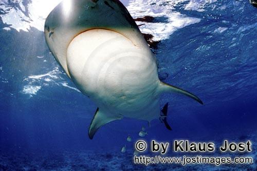 Tigerhai/Tiger shark/Galeocerdo cuvier        Tigerhai von unten         Viele Albatrosse schwimmen 