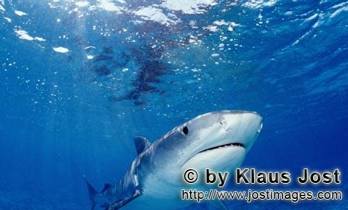 Tigerhai/Tiger shark/Galeocerdo cuvier        Eindrucksvoll und faszinierend: Der Tigerhai         V
