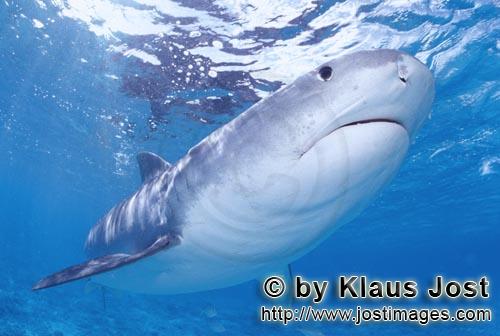 Tigerhai/Tiger shark/Galeocerdo cuvier        Außergewoehnlich und faszinierend: Der Tigerhai  