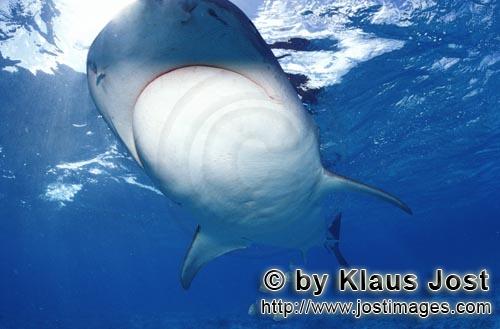 Tigerhai/Tiger shark/Galeocerdo cuvier        Strahlend weiße Unterseite des Tigerhais        Viele