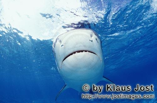 Tigerhai/Tiger shark/Galeocerdo cuvier        Ganz in weiß: Tigerhai Unterseite         Viele Albat