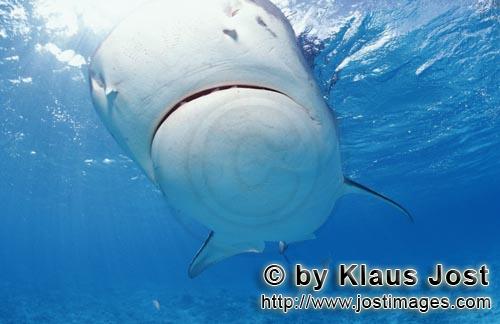 Tigerhai/Tiger shark/Galeocerdo cuvier        Tigerhai von unten        Viele Albatrosse schwimmen i
