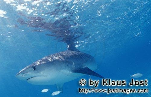Tigerhai/Tiger shark/Galeocerdo cuvier        Tigerhai durchschneidet das Wasser         Viele Albat
