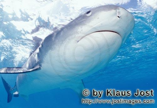 Tigerhai/Tiger shark/Galeocerdo cuvier        Tigerhai schaut kritisch zur Wasseroberflaeche       