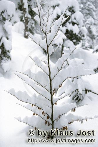 Mittenwald/Bayern/Deutschland        Kleiner Buchenbaum im Winter            